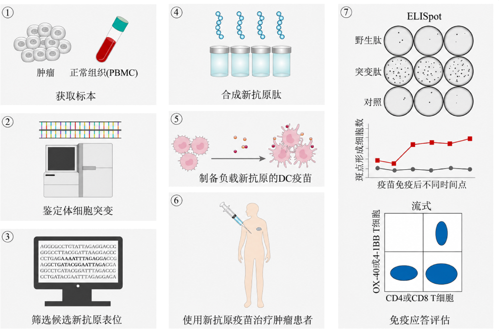 靶向肿瘤新抗原DC疫苗技术路线七步示意图
